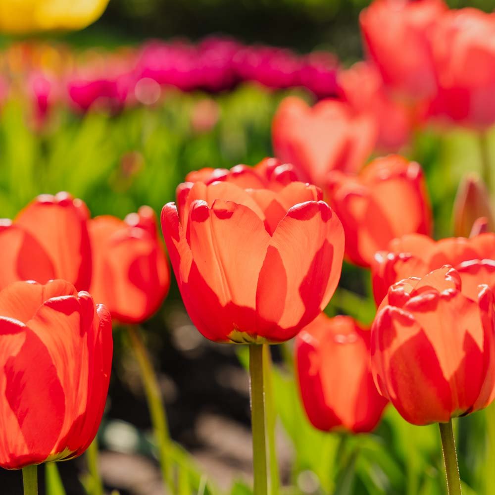 Tulppaani 'Apeldoorn'