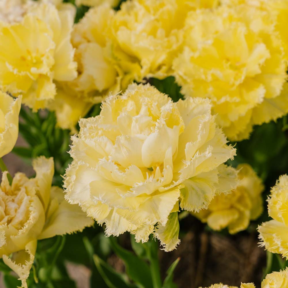 Tulppaani 'Lemon Shoot'