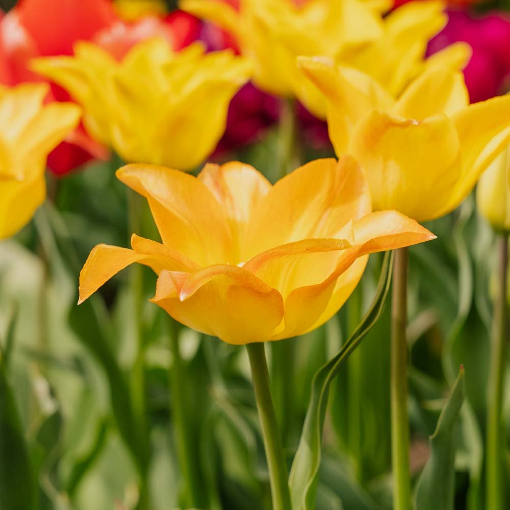 Tulppaani 'Moonblush'