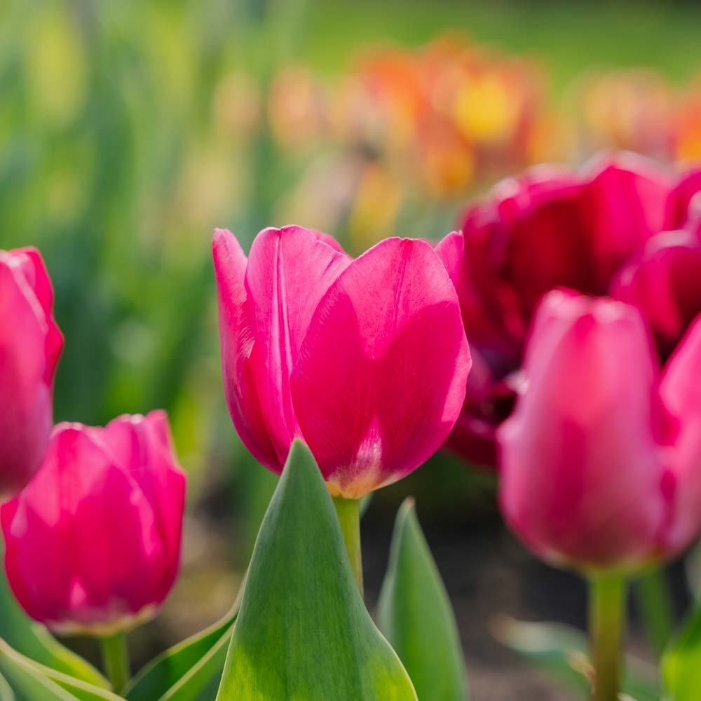 Tulppaani 'Pink Ardour'