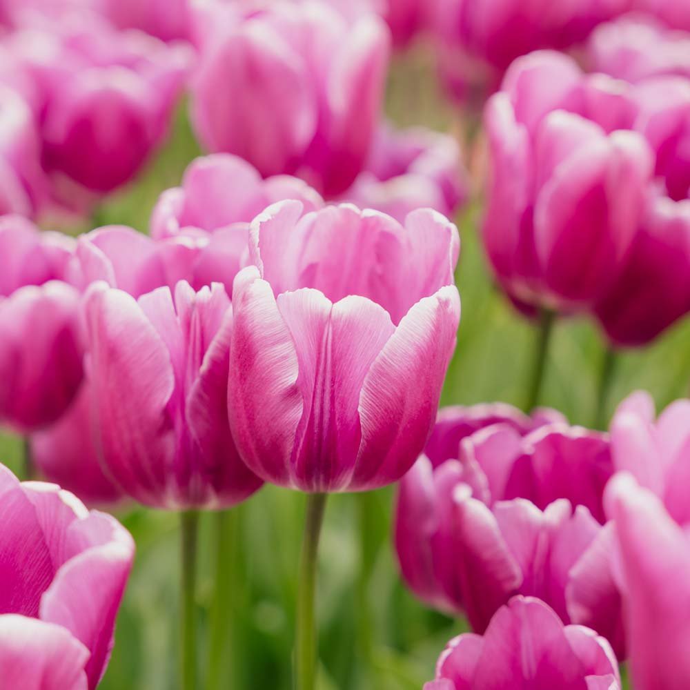 Tulppaani 'Purple Prince'