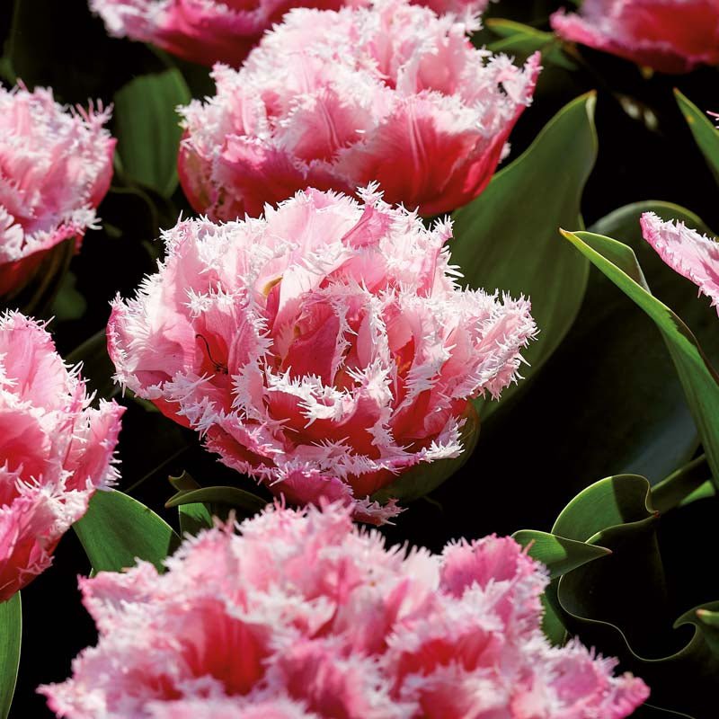 Tulppaani 'Queensland'