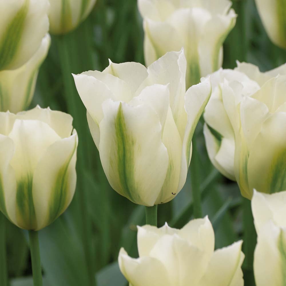 Tulppaani 'Spring Green'