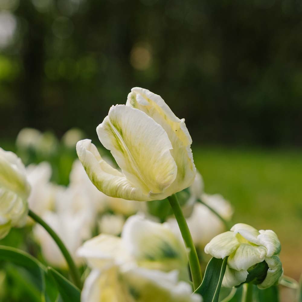 Tulppaani 'Super Parrot'