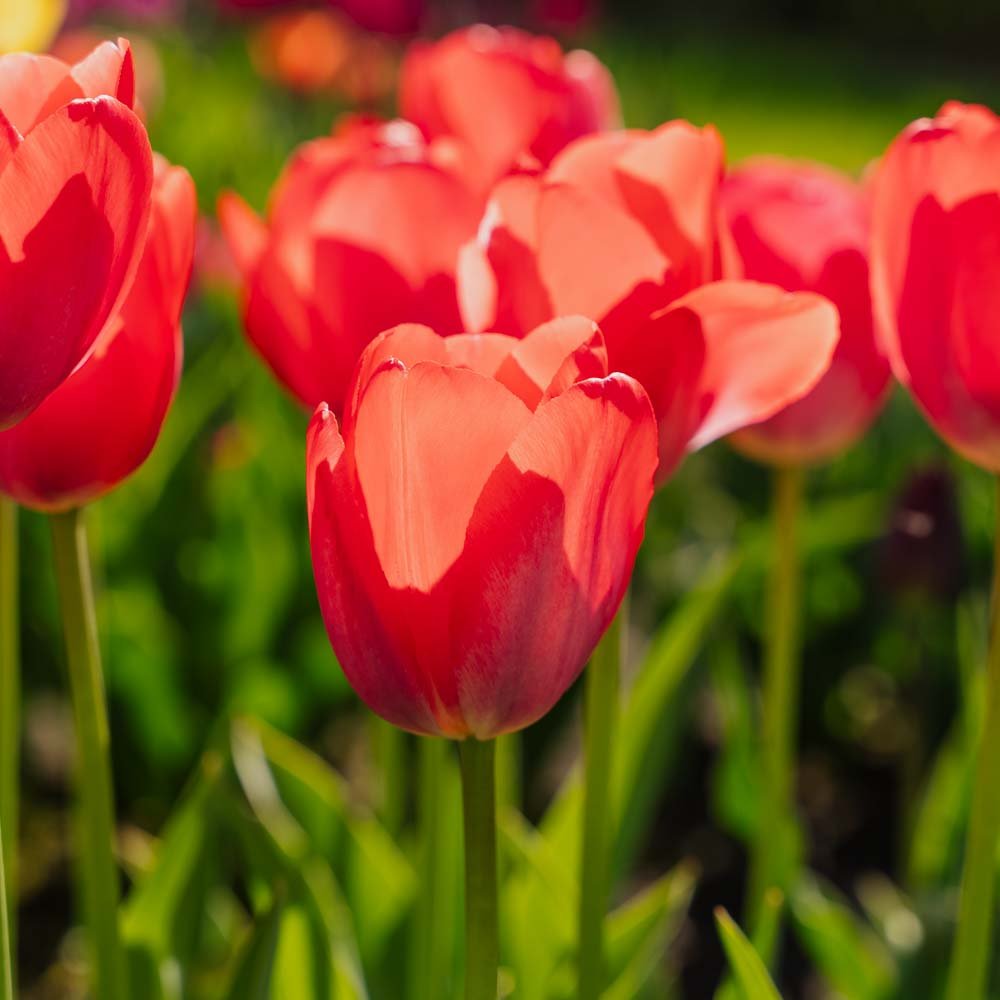 Tulppaani 'Van Eijk'