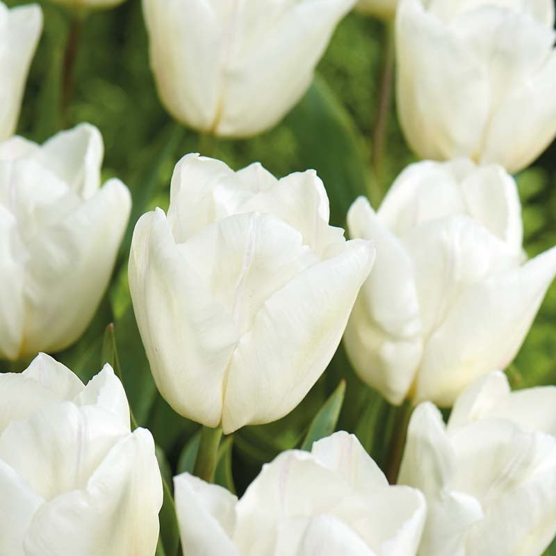 Tulppaani 'White Prince'