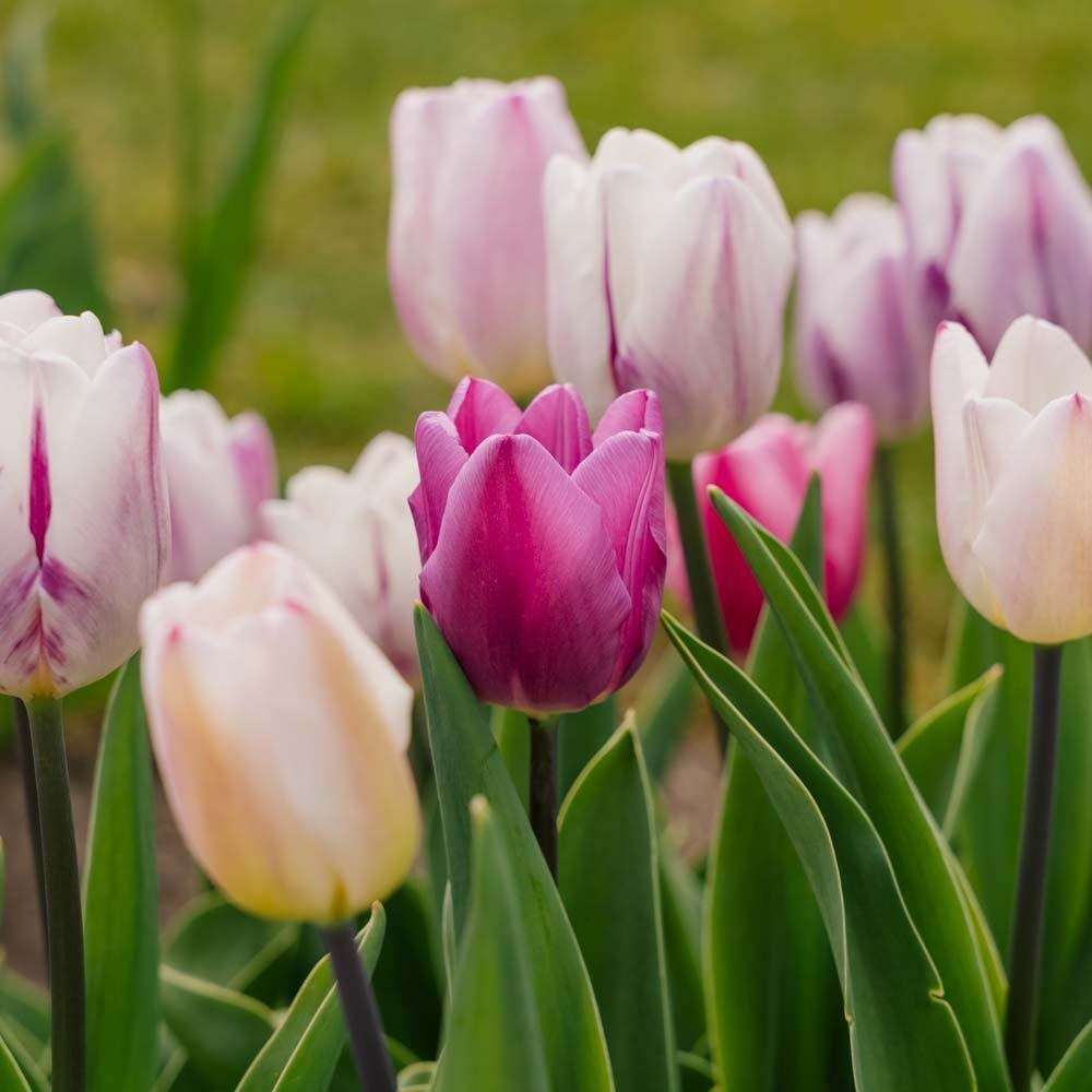 Tulppaaniseos 'Triumph Flag Mixed'