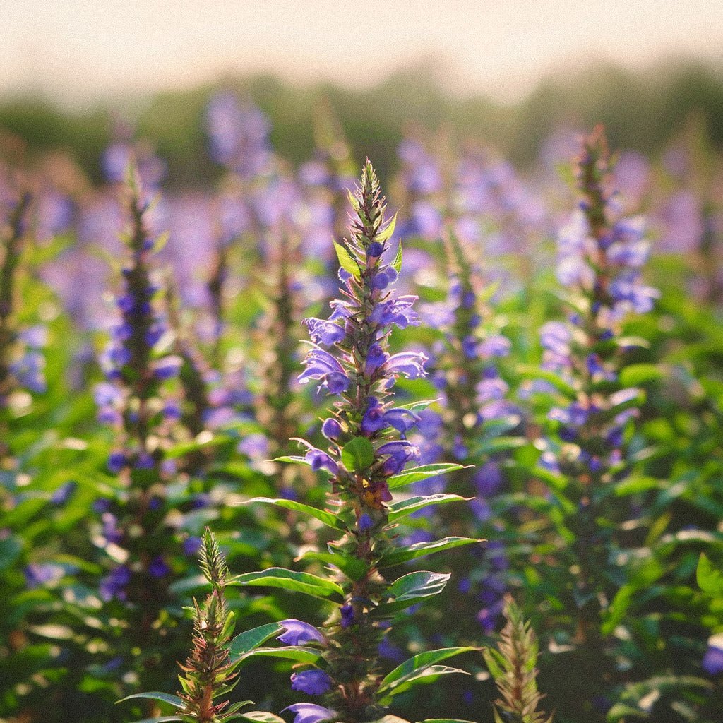 Tuoksuampiaisyrtin siemenet 'Moldavian Dragonhead' - 150 luomusiementä