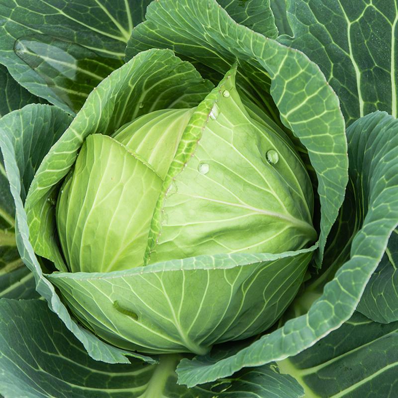 Valkokaalin siemenet 'Langedijker Bewaar' - 50 luomusiementä