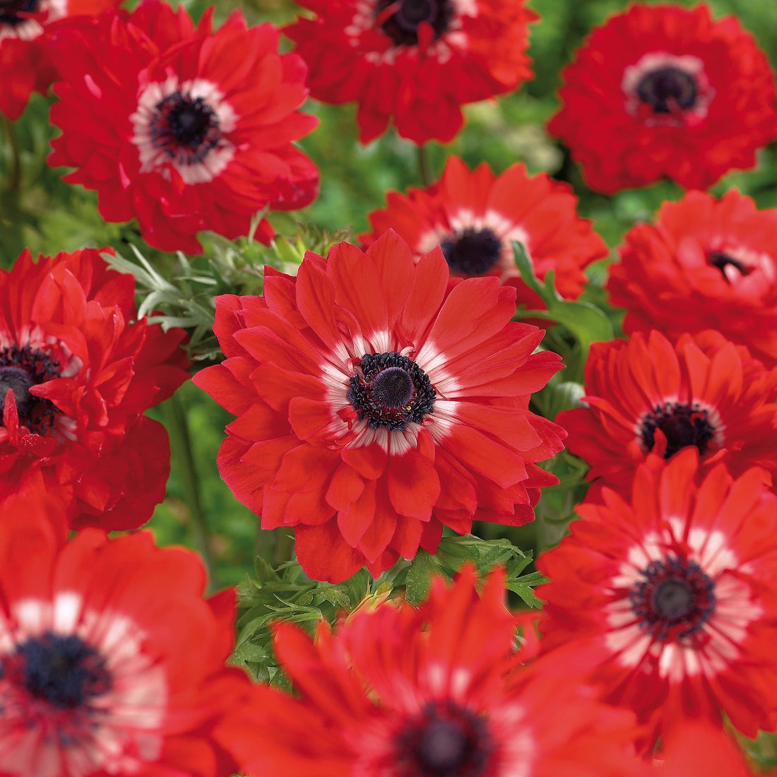 Vuokko 'The Governor'