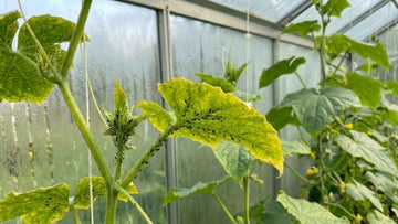 Kurkkukirva - Blomea.fi