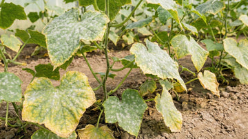 Kurkun härmä - Blomea.fi