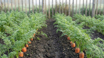 Porkkanan kylvöväli - Blomea.fi