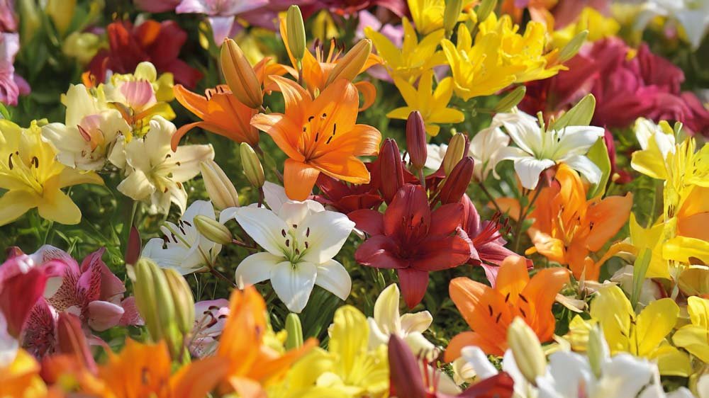 Aasialaiset liljat - Blomea.fi