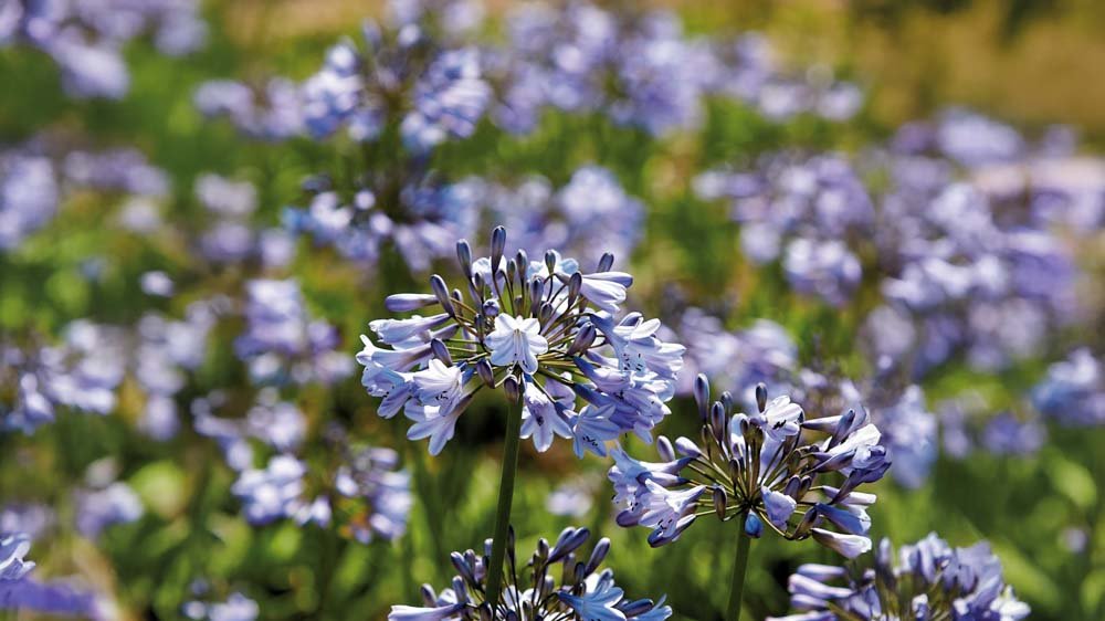 Afrikkalainen lilja - Blomea.fi