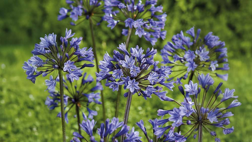 Agapanthus - Blomea.fi
