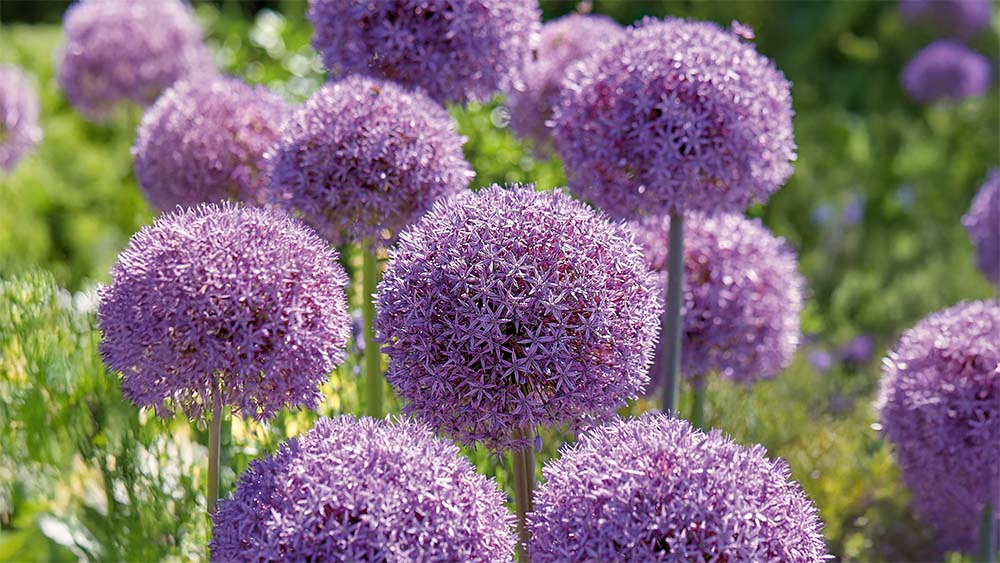 Allium giganteum - Blomea.fi