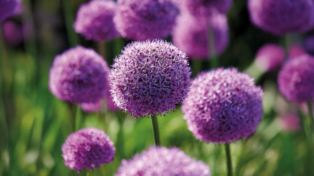 Allium Millenium - Blomea.fi