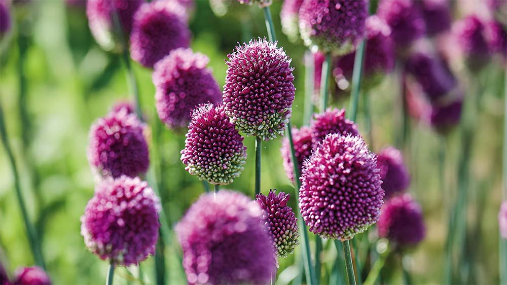 Allium sphaerocephalon - Blomea.fi
