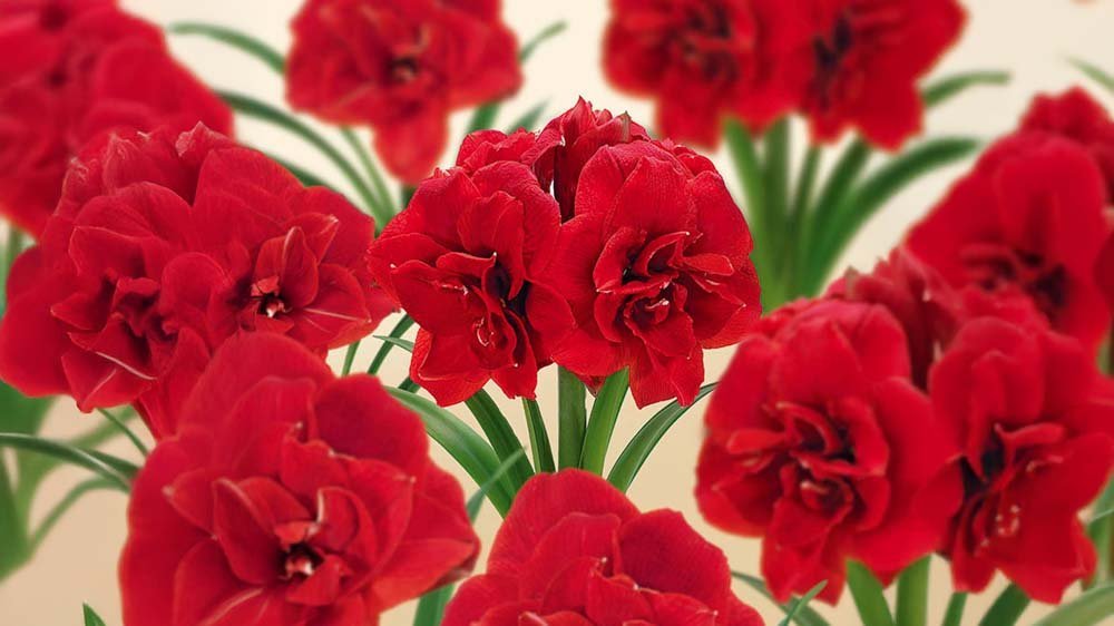 Amaryllis - Blomea.fi