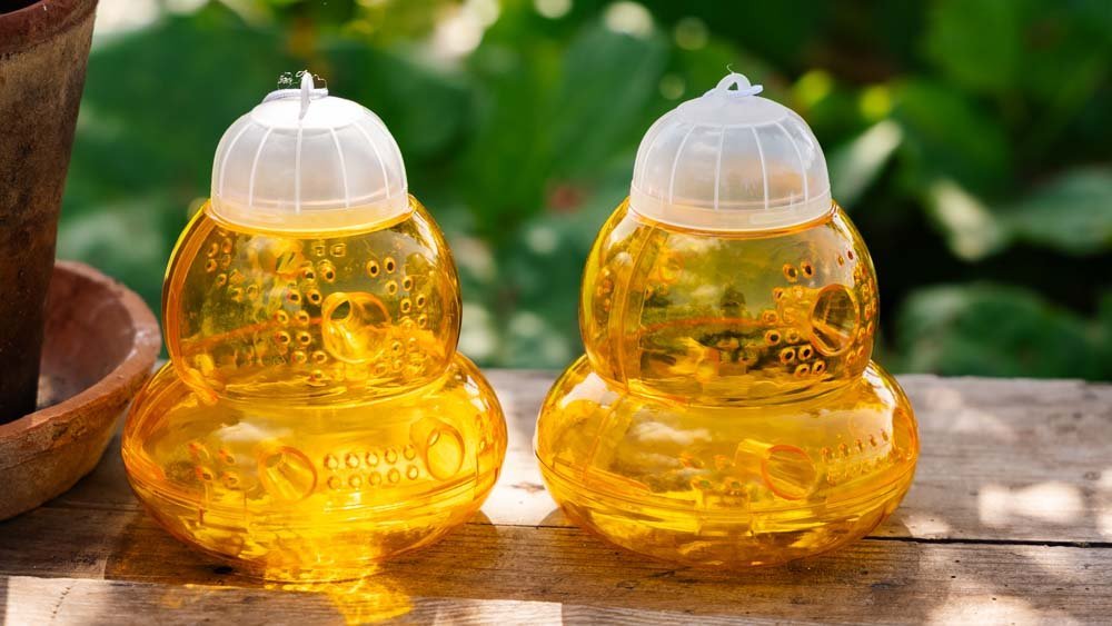 Ampiaisansa - Blomea.fi