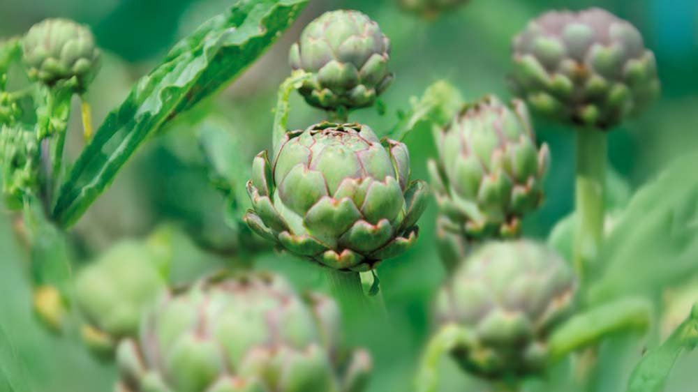 Artisokat - Blomea.fi