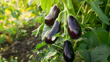 Munakoison siemenet