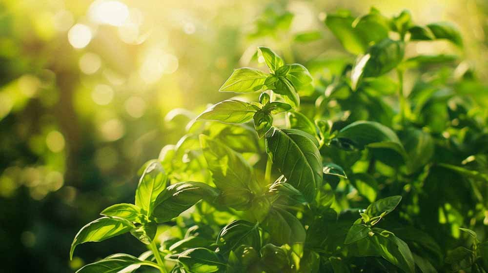 Basilikan siemenet - Blomea.fi