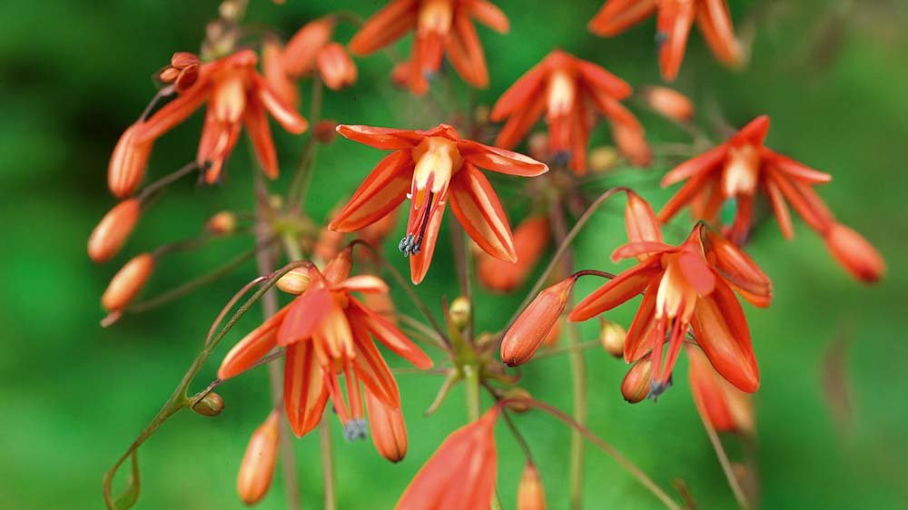 Bessera elegans - Blomea.fi