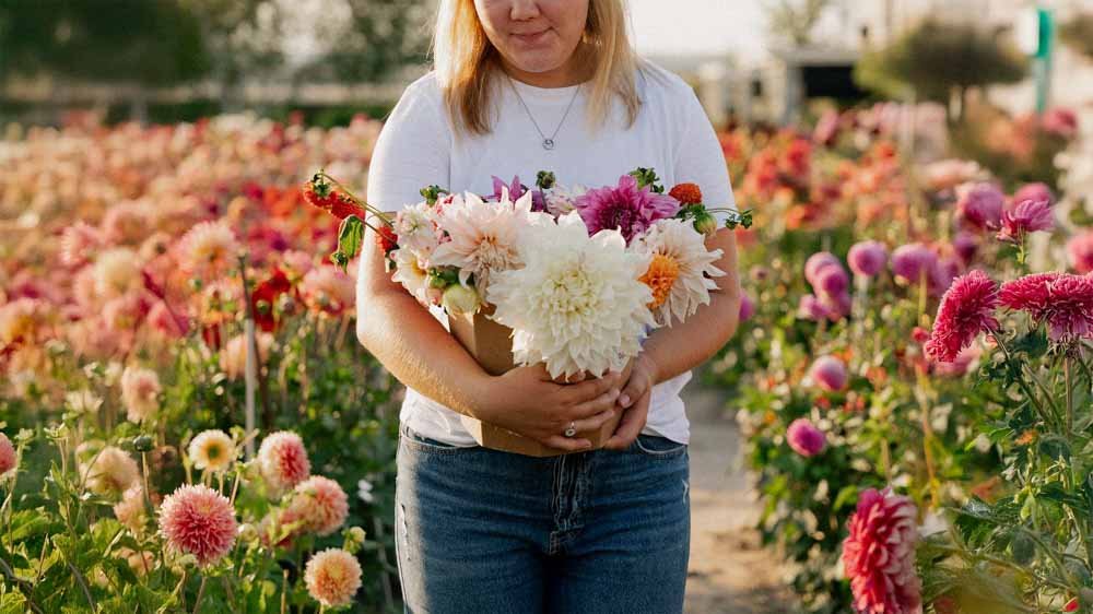 Daaliasekoitus - Blomea.fi