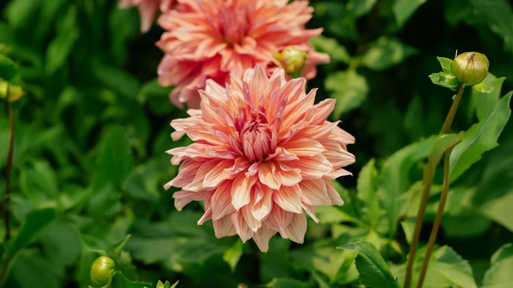 Dahlia dinnerplate - Blomea.fi
