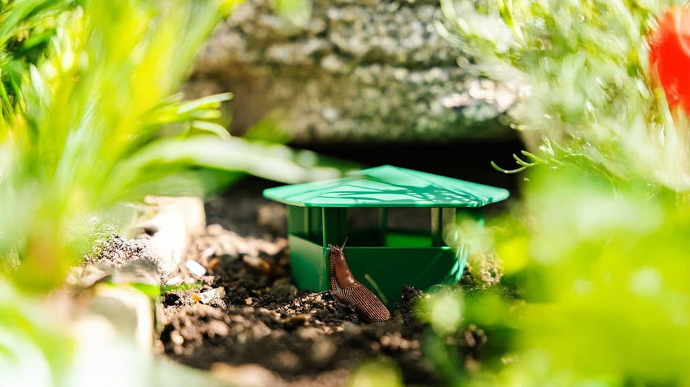 Etana-ansa - Blomea.fi