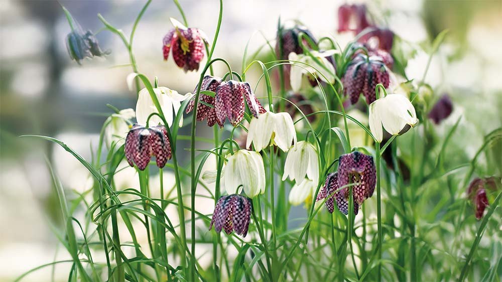 Fritillaria - Blomea.fi