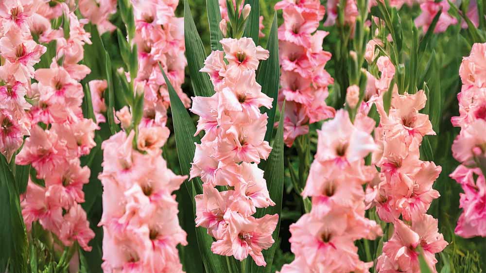 Gladiolus
