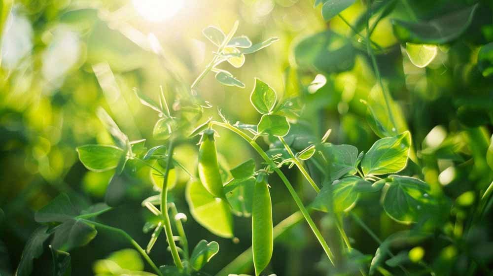 Herneen siemenet - Blomea.fi