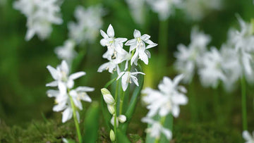 Valkoinen scilla