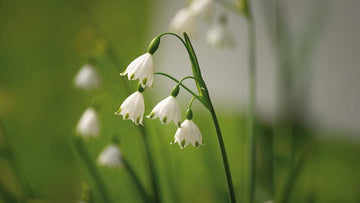 Lumipisara