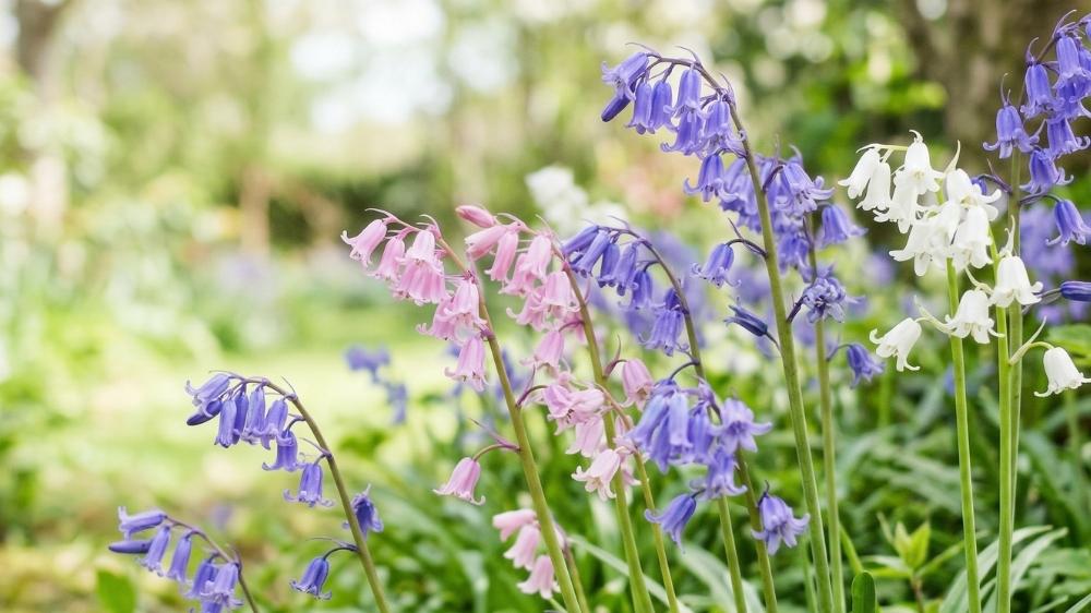 Hyacinthoides - Blomea.fi