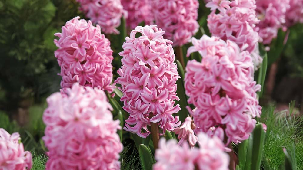 Hyasintit - Blomea.fi