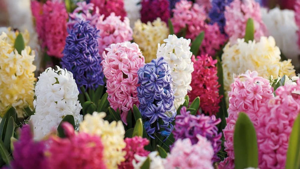 Hyasintit sisätiloissa - Blomea.fi