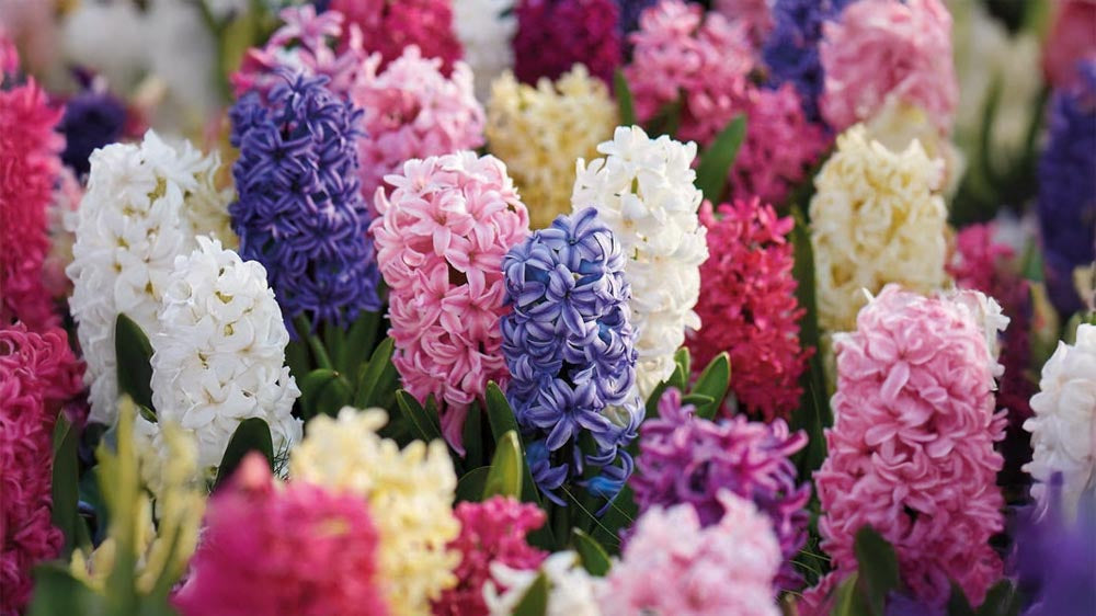 Hyasintit ulkona - Blomea.fi