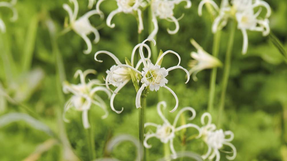 Hymenocallis - Blomea.fi