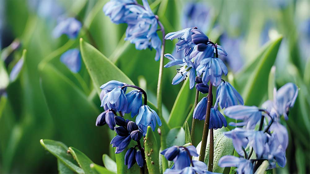 Idänsinililja - Blomea.fi