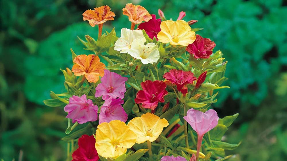 Ihmekukka - Blomea.fi