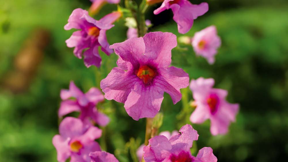 Inkarvilleat - Blomea.fi