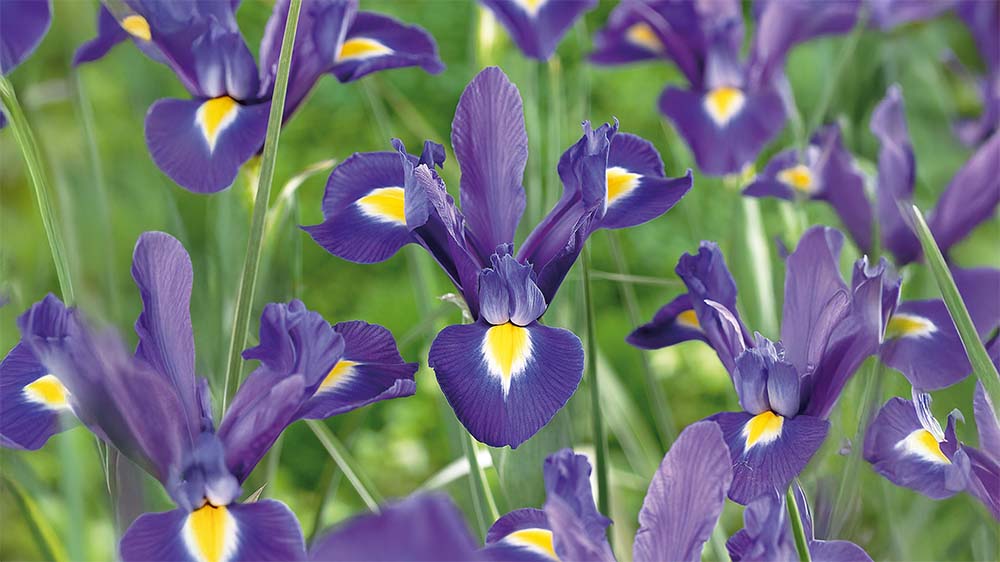 Iris hollandica - Blomea.fi