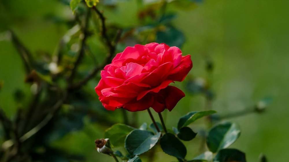 Isokukkaiset ruusut - Blomea.fi