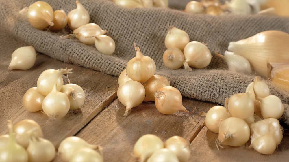 Istukassipulit - Blomea.fi