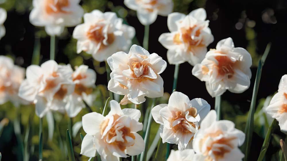 Kaksinkertaiset narsissit - Blomea.fi