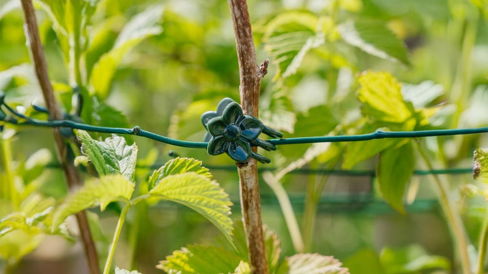 Kasviklipsit - Blomea.fi